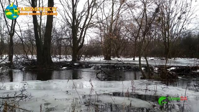 В Яремовский природный резерват пришла весна. GreenDa International. смотреть онлайн