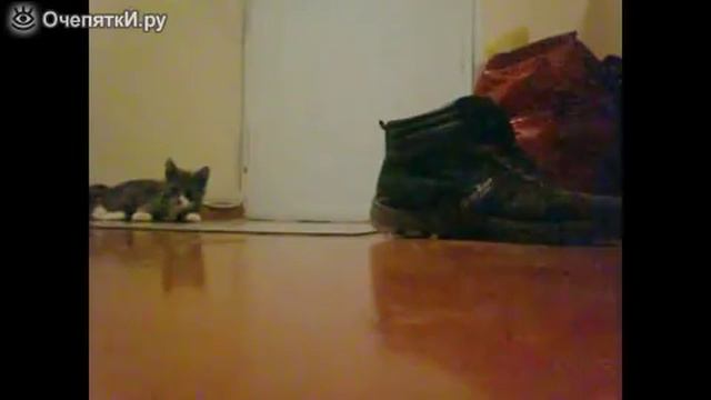 Странный котёнок в коридоре смотреть онлайн