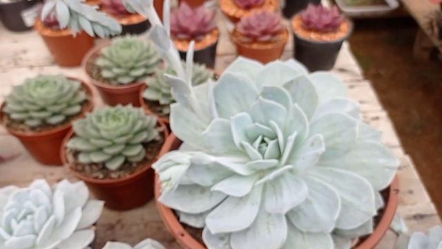 Diferenças entre a echeveria Lauii e a echeveria Caly Argentea. смотреть онлайн