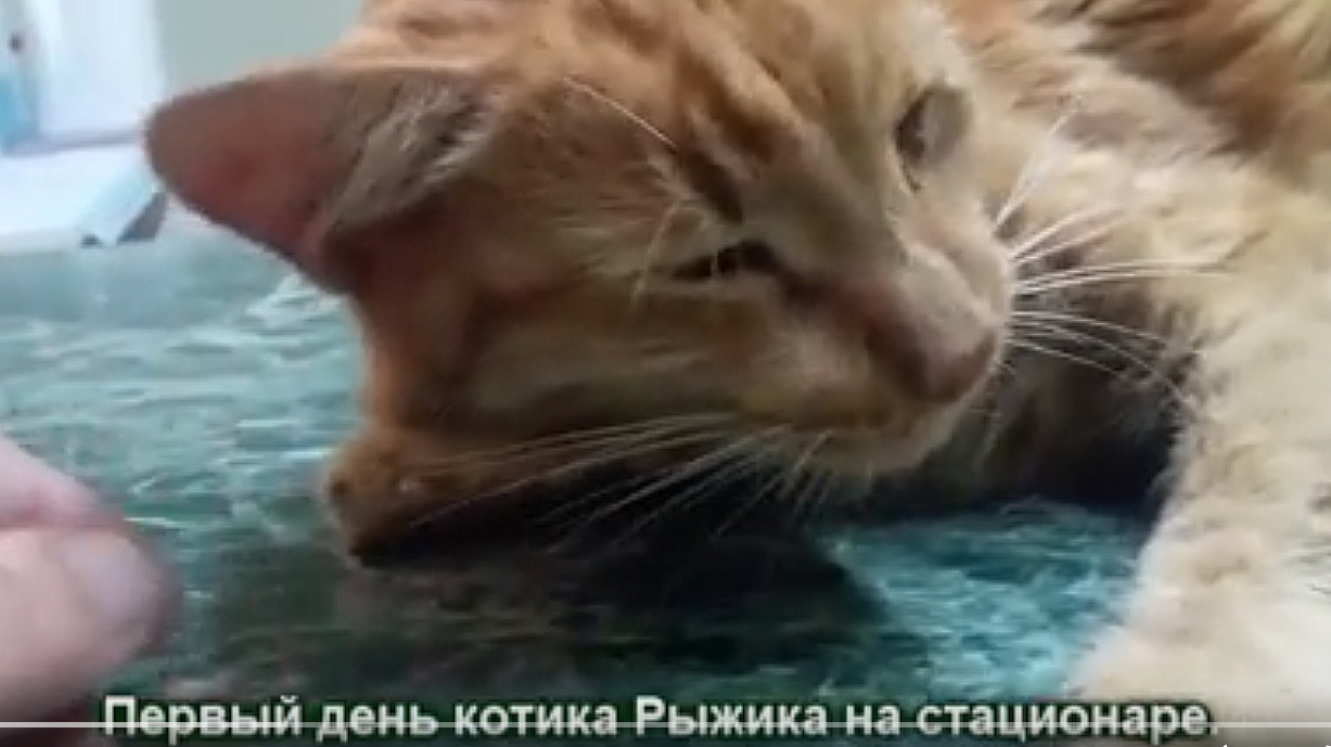 Поможем рыжику. Кот Рыжик на войне. Севастополь Рыжик кот. Котик Рыжик 1411110526,3. Фото любит играть ночью с игрушками кот Рыжик.
