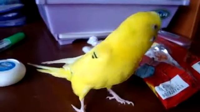 О попугах. Кеща и конфеты. смотреть онлайн