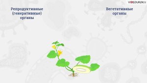 07. Сем. раст. Отдел Голосем. и Покрытосем. Оплодотв-е у цв. раст.