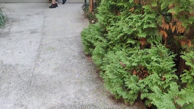 Посещение дендрариума в городе Сочи. смотреть онлайн