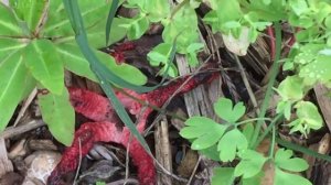 Amazing Devil's fingers (Clathrus archeri) fungus