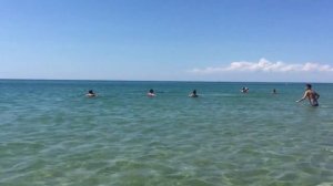 Дельфины в Благовещенской 2018