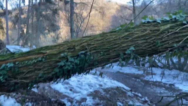 Дуб диаметром в 2 метра рухнул свечечкой. Оцените завал на трассе смотреть онлайн