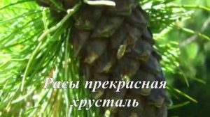 Катон Карагай, Қатон Қарағай, Katon Karagai, «Мой Казахстан»