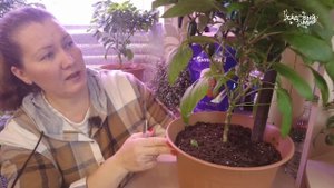 ПЕРЦЫ НЕ ЛЮБЯТ ПАСЫНКИ - СХЕМА ПАСЫНКОВАНИЯ И ФОРМИРОВКИ КУСТА ПЕРЦА В ТЕПЛИЦЕ И ОТКРЫТОМ ГРУНТЕ