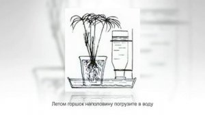 ЦИПЕРУС - растение для хорошего настроения. Уход и размножение