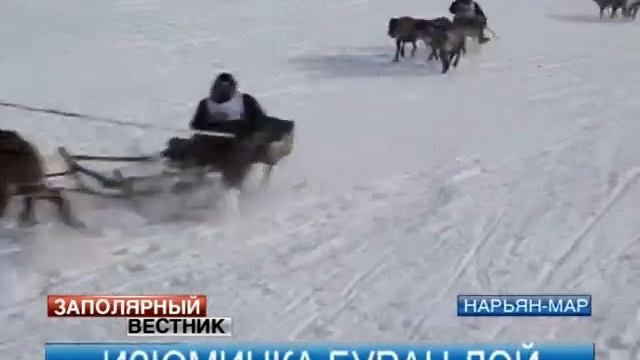 Буран-Дей-2013. Гонки на оленьих упряжках смотреть онлайн