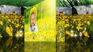 ?Одуванчик придорожный, он, как солнце, золотой!