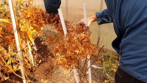 Гортензия Фантом. 3 способа формировки для пышного цветения