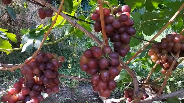 ВИНОГРАД  СЕНАТОР  ПАВЛОВСКОГО  2019г смотреть онлайн