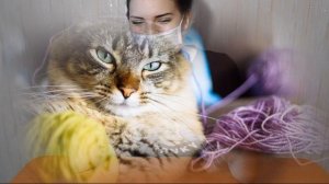 10 причин рвоты у кошек | Почему кошка рвется