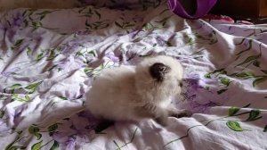 Невская маскарадная кошечка(2)