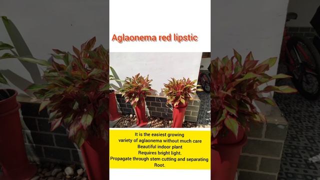 #shorts|Aglaonema Red lipstick|Gardeneca_home