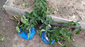 МАЛИНА ремонтантная и ЕЖЕМАЛИНА  в моём огороде????