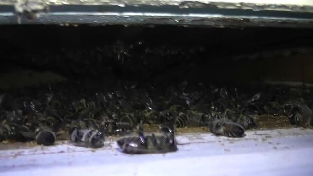 зимовка пчёл 2 февраля смотреть онлайн