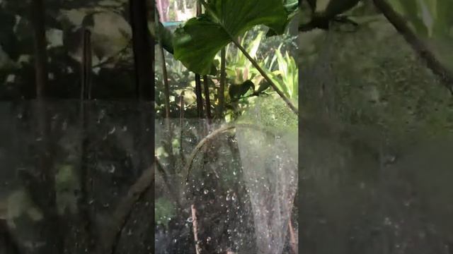 Alocasia StingRay and A.Flying Squid