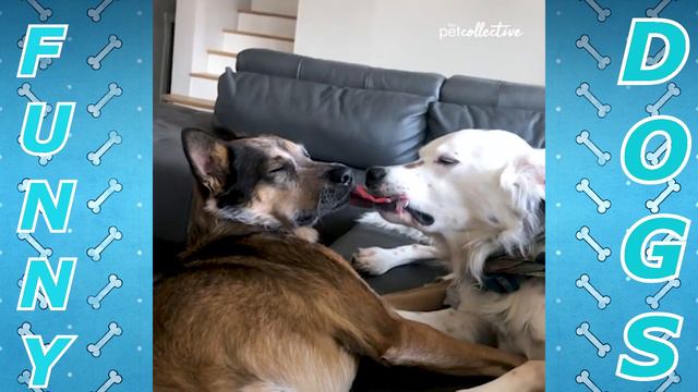 Подборка лучших приколов с собаками. Funniest Dog Video Compilation. смотреть онлайн