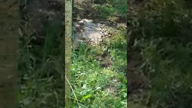 РАЙ для поросят # Кармалы и вьетнамцы # Белорусская деревня