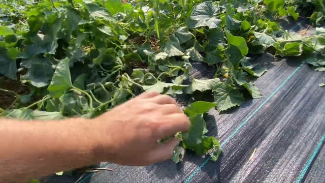 Агроткань для мульчирования огурца