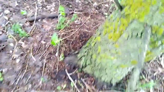 Весенние грибы спустя две недели смотреть онлайн