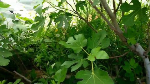 Сверх-раннее созревание позднего сорта инжира.