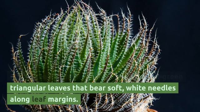 Haworthia: Grow and Care Tips смотреть онлайн