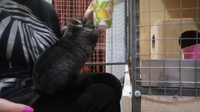 Приручение шиншиллы.