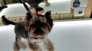 Креативная Боня