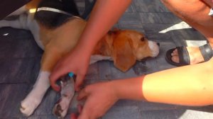 ЩЕНОК поранился. БОЛИТ ЛАПА. Брос  Шоу Пет