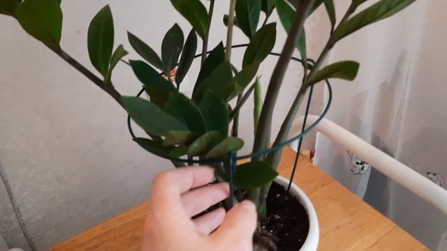 Как Ухаживать За Замиокулькасом? Освещение?? мой опыт #замиокулькас #комнатныецветы смотреть онлайн