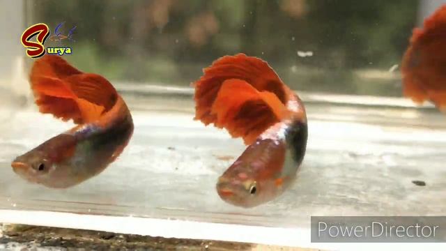 HB Red Rose Cauli Dorsal смотреть онлайн