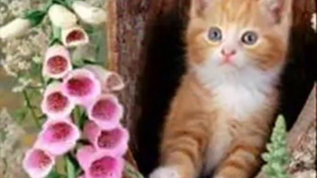 Кошка безпородная