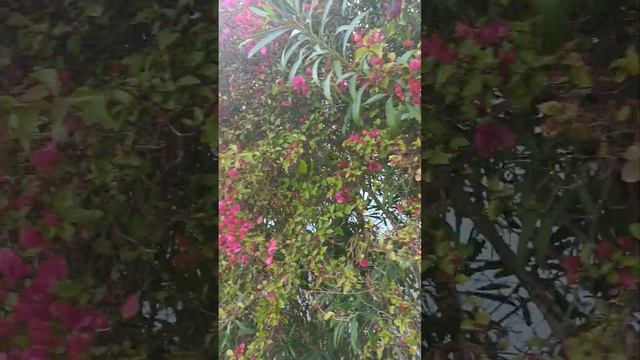 Beautiful Pink Bougainvillea Flowers!! #bougainvillea #flowers #flower #pink #flora #nature #floral