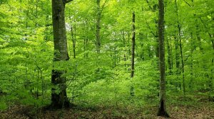 Witnessing Nature's Awakening in the Magical Spring Forest