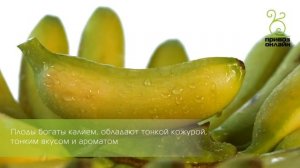 Бананы желтые (Кавендиш)