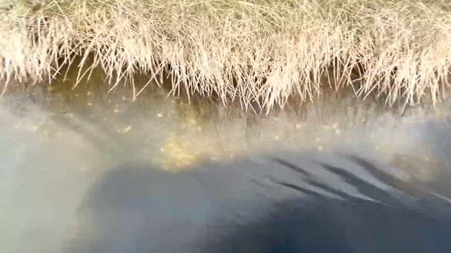 #интернациональнаясемья Секрет счастливой жизни во Флориде смотреть онлайн