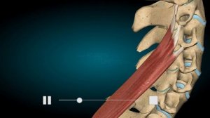 Ременная мышца шеи.  Движения.