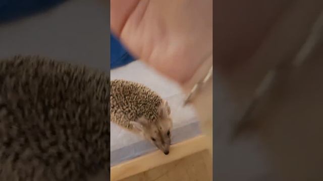 ДЕВИЛ-Самый активный ушастик в Ежеминутке! смотреть онлайн