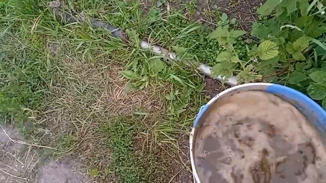 Деревенская жизнь //