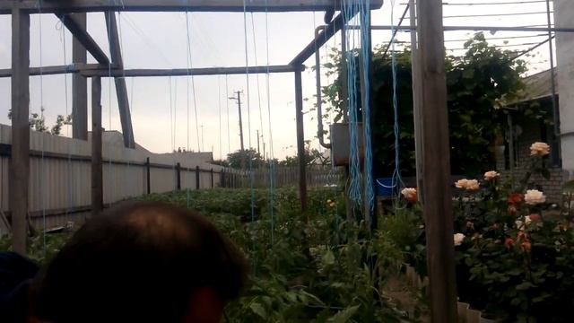 Как подвязать высокорослые помидоры в открытом грунте на грядке