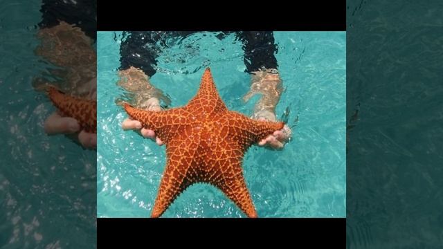 Мозга нет но животное живёт себе полноценно