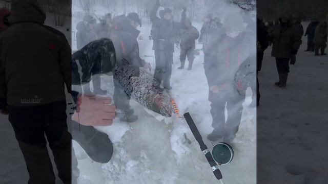 Рыбалка в Красногорске.BigCarp.Ловля форели.Рыбалка на платнике.Беседки,отдых,рыбалка,досуг.