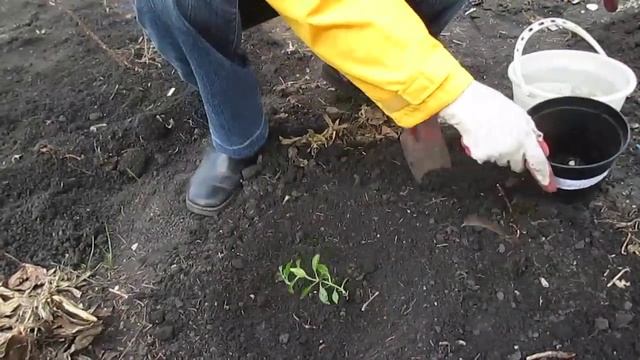 Как посадить #флокс правильно? Посадка (пересадка) флоксов в грунт