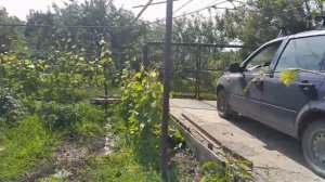 Что можно сделать из винограда на даче/ Живая изгородь/