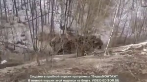 Отказали тормоза у маза