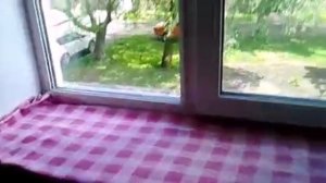 Как обустроить подоконник???