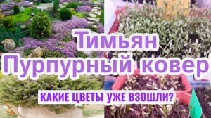 Посев семян: ТИМЬЯН пурпурный! Какие многолетние цветы у меня уже взошли?
